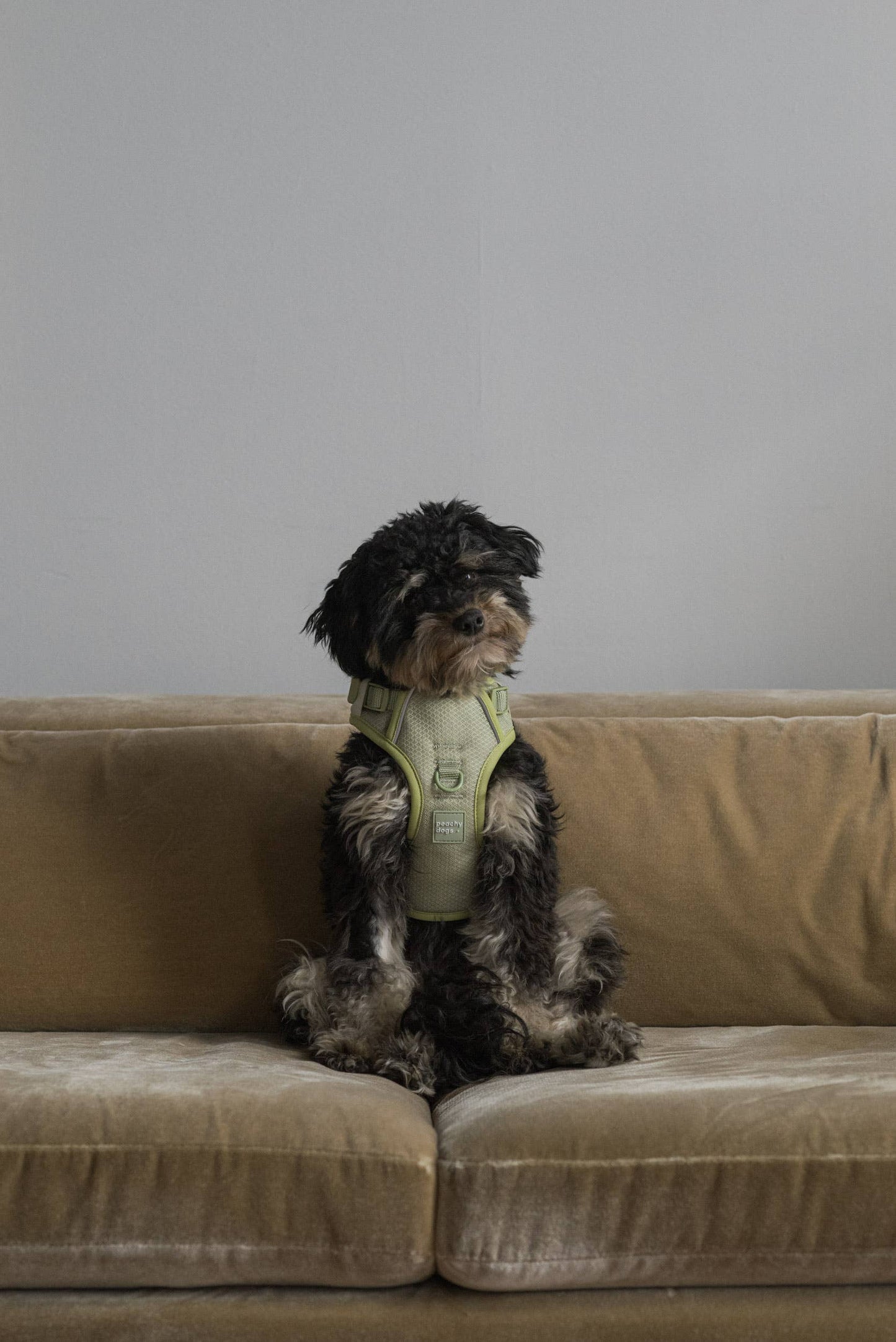 Dog sitting on a neutral-toned couch wearing the Peachy Dogs Classic 2.0 Harness in Matcha, demonstrating its secure and ergonomic fit.