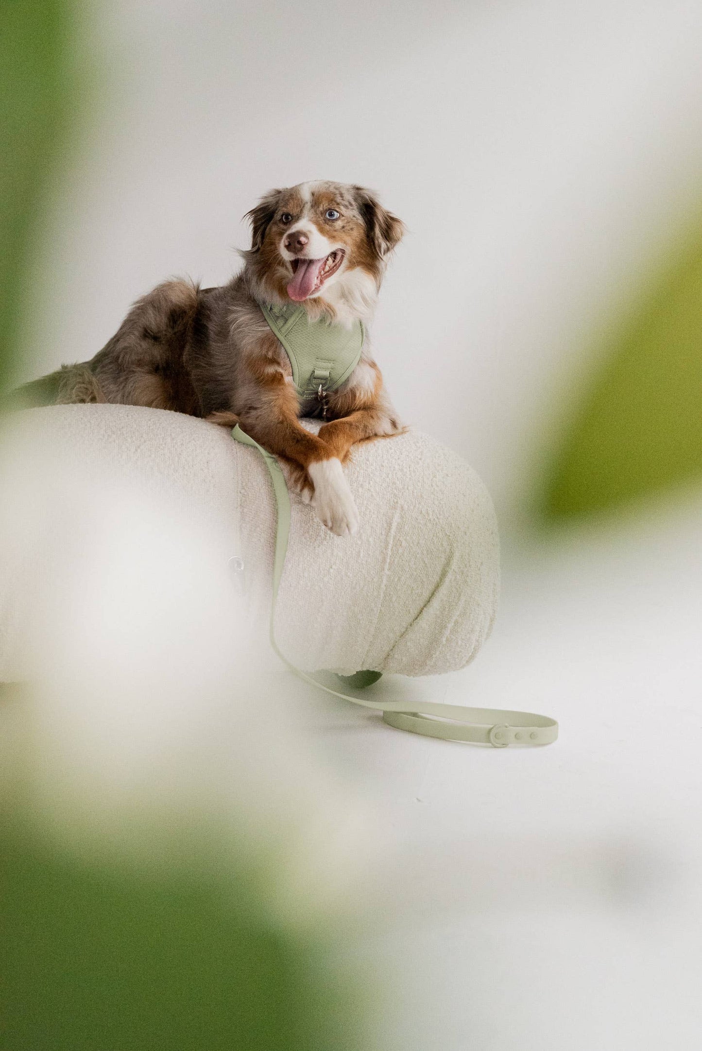Dog lounging on a soft white cushion wearing the Peachy Dogs Classic 2.0 Harness in Matcha, showcasing its comfortable fit and stylish design.